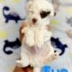 Toy poodles
