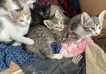 four female kittens for free