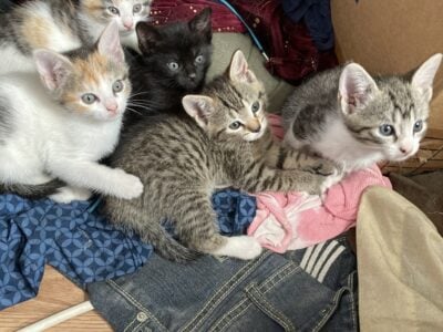 four female kittens for free