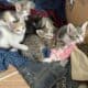 four female kittens for free