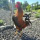 Brownred Rooster