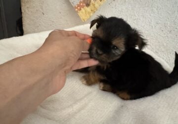 Adorable Mixed Puppies
