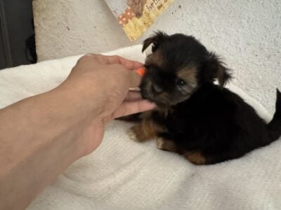 Adorable Mixed Puppies