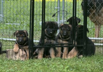 German Shepherd Puppies