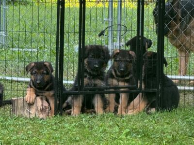 German Shepherd Puppies
