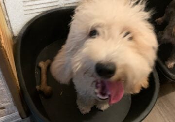 10 month old female golden doodle