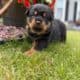 Rottweiler Puppies