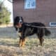 Full AKC Registration – Beau
