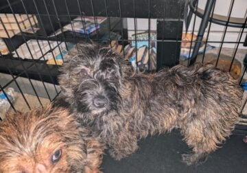 Yorkie mixed 7 months
