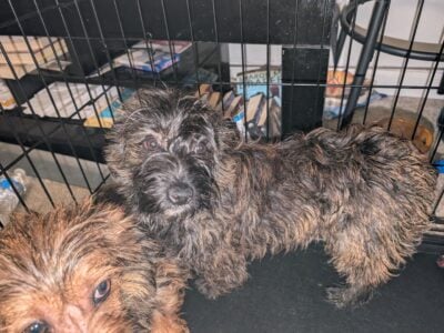 Yorkie mixed 7 months
