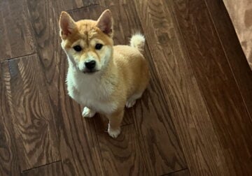 Shiba Inu “Doge Coin dog.”.