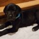 Great Dane Puppies