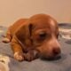 Peaches Unique Mini Weenies Dachshund Puppy
