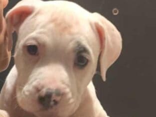 Four 8 week old pitpull for rehoming 2female/males