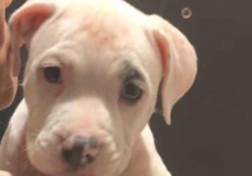 Four 8 week old pitpull for rehoming 2female/males
