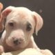 Four 8 week old pitpull for rehoming 2female/males