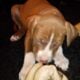 Cuddly, cute unique pitbull puppies