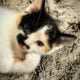 Free kittens to good home