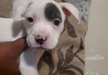 Bully XL Pup’s