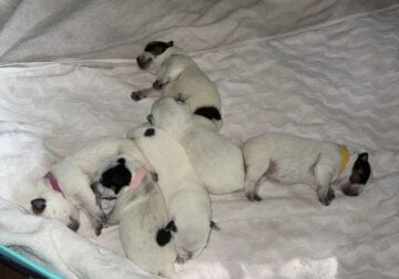 Purple Heelers
