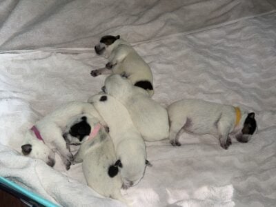 Purple Heelers