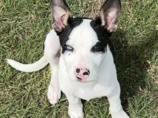 Heeler Mix 10 Weeks Free With Stuff