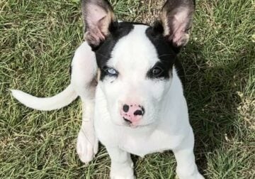 Heeler Mix 10 Weeks Free With Stuff
