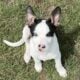 Heeler Mix 10 Weeks Free With Stuff