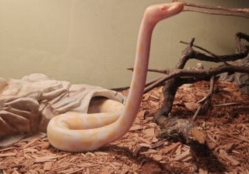 Albino het pied ball python