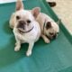French Bulldog female
