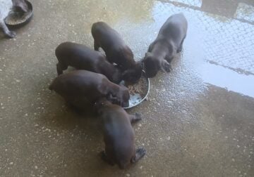 German Shorthaired Pointer puppies