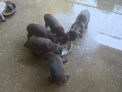 German Shorthaired Pointer puppies