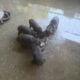 German Shorthaired Pointer puppies