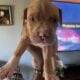 XL American Bully x APBT puppies!
