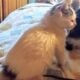 Maine Coon Mix Kittens need good Homes