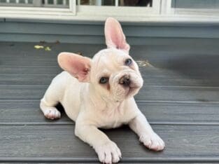 AKC Frenchie Male – Columbus, OH