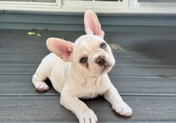 AKC Frenchie Male – Columbus, OH