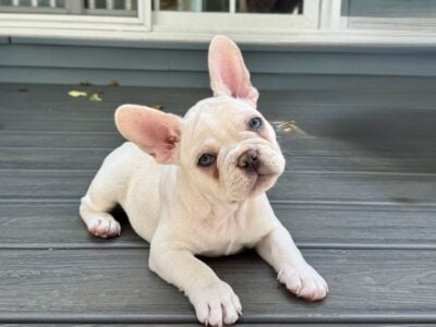 AKC Frenchie Male – Columbus, OH