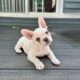 AKC Frenchie Male – Columbus, OH