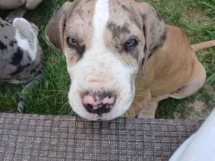 Great danes