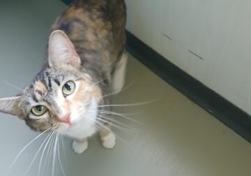 Female cat needs rehomed