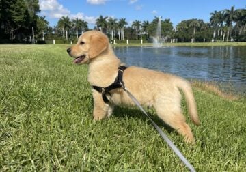 Golden Retriever Puppy – 9 Weeks – Rehoming Fee $1