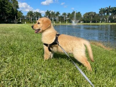 Golden Retriever Puppy – 9 Weeks – Rehoming Fee $1