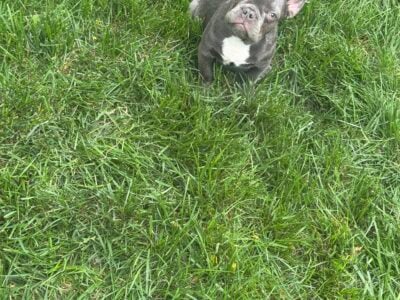 Male Frenchie