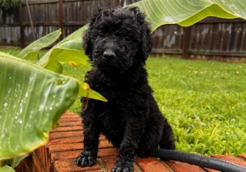 Standard Poodle Puppies