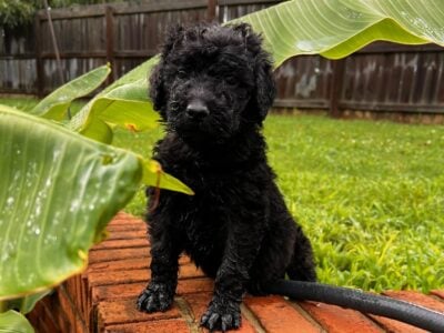 Standard Poodle Puppies