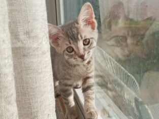 Grey kittys