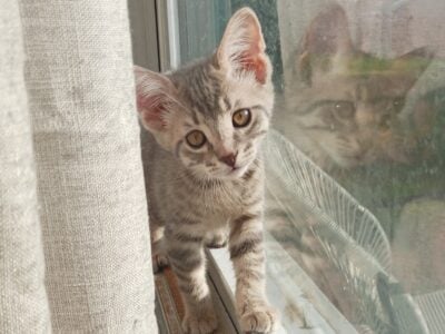 Grey kittys
