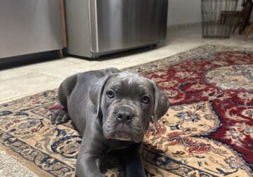 Cane Corso