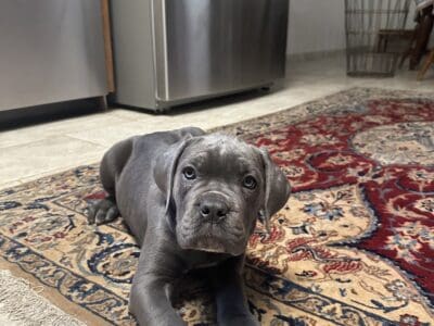 Cane Corso